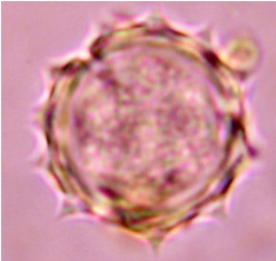 hyptis